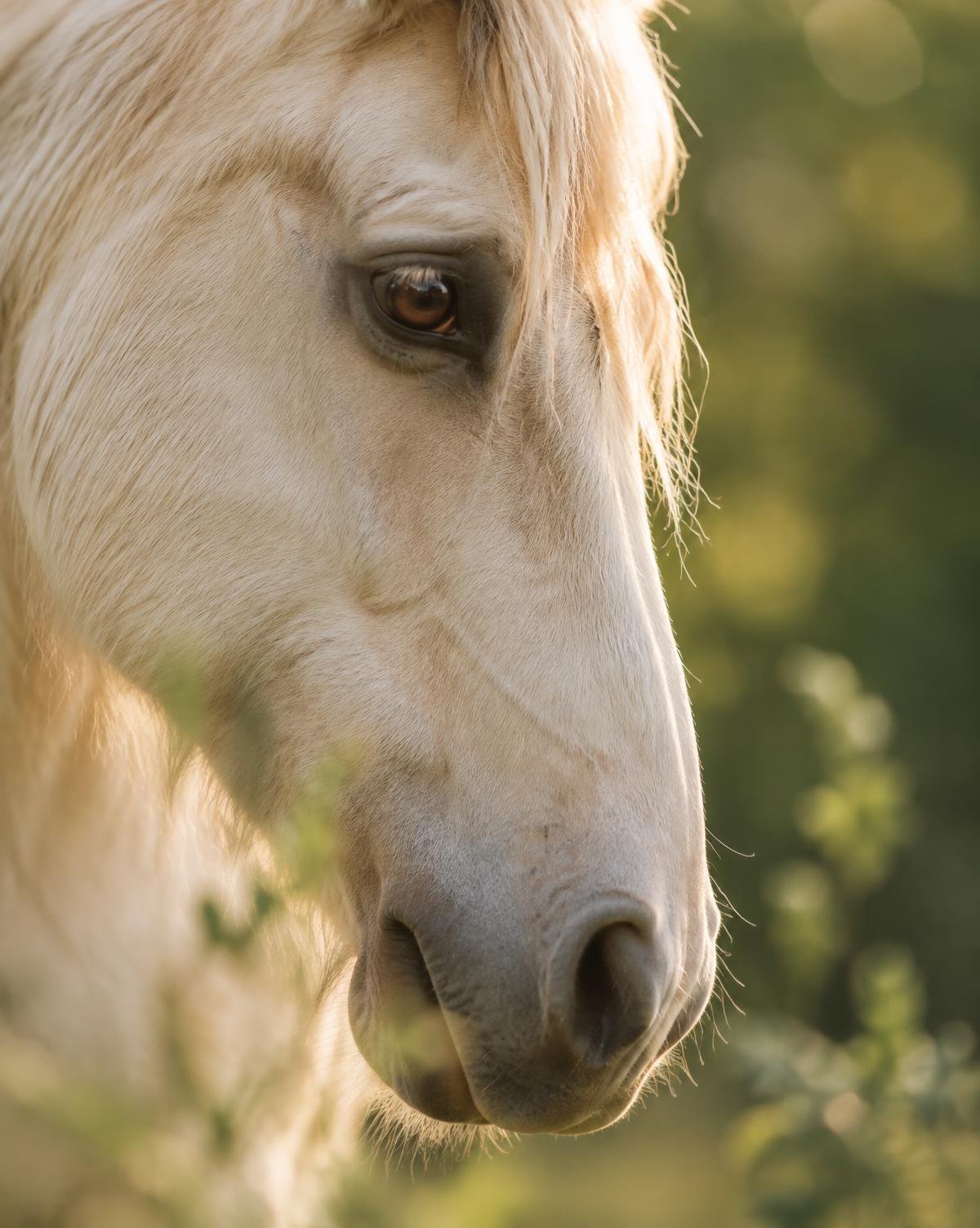 Retrato próximo do olhar sereno de um cavalo